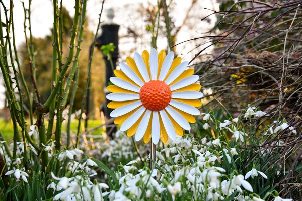 Dedicate a daisy to help Barnsley Hospice