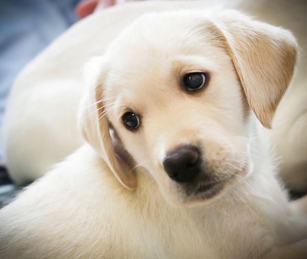 Cognito learning guides national charity towards an intelligent future